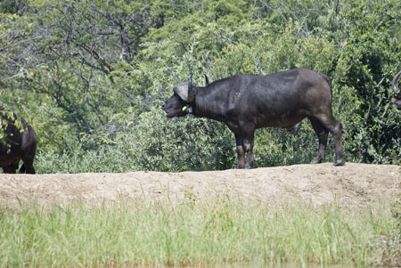 Buffalo Bull