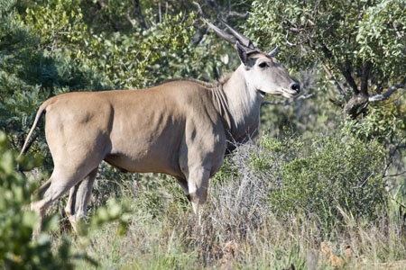 Eland