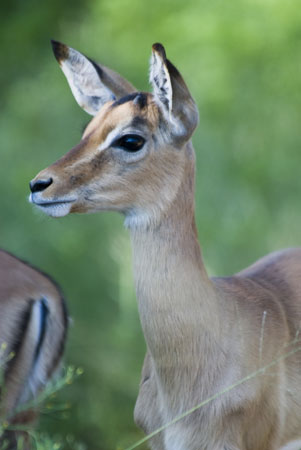 Impala 2