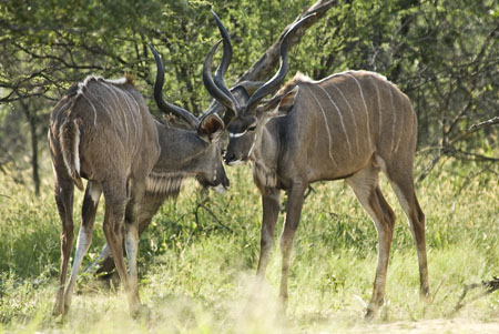 Kudu Bulls