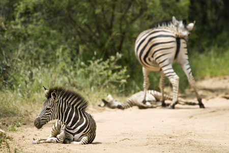 Lazy Zebras