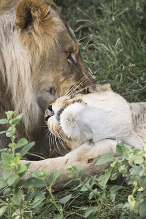 Lion son & mother