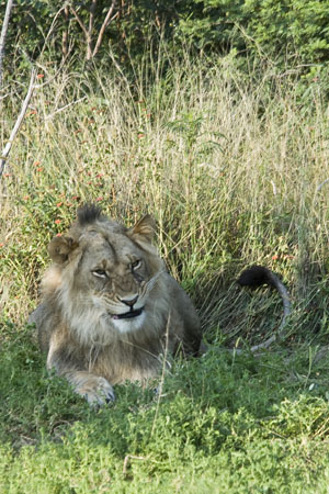 Lion young male