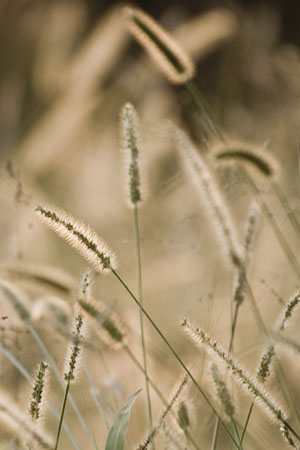 Sunlit grass seeds