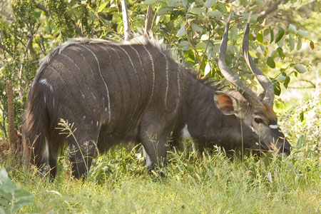 Waterbuck Bull