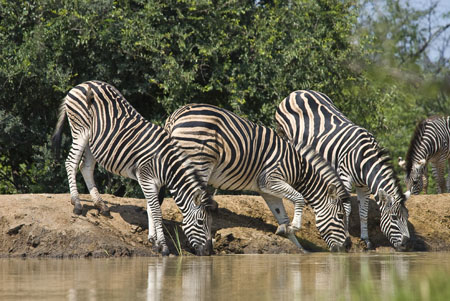 Zebra Threesome Drinking