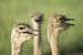 Ostriches