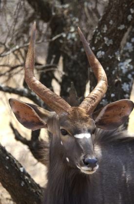 Water buck