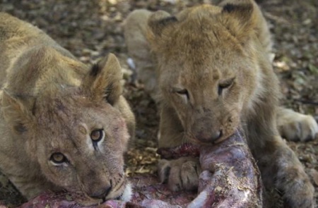 Lion Cubs