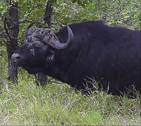 Buffalo bull