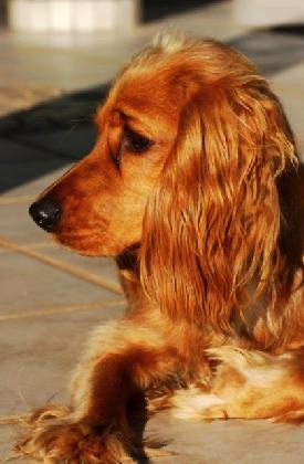 Kylie - our cocker spaniel in South Africa