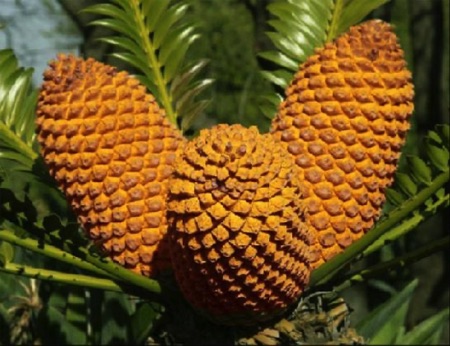 Cycad seeds