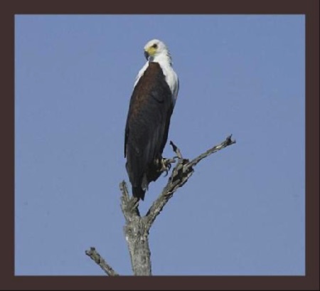 Fish Eagle