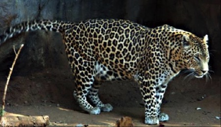 Leopard