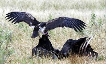 Vulture feasting