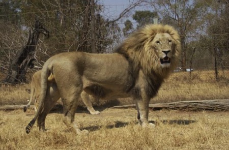 White Lion Male