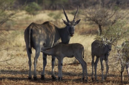 Eland