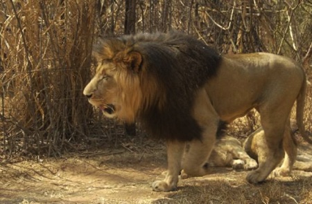 Lion Male