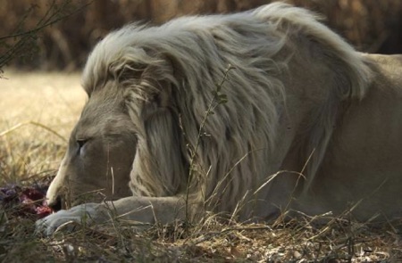 White Lion Male