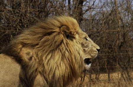 White Lion Male