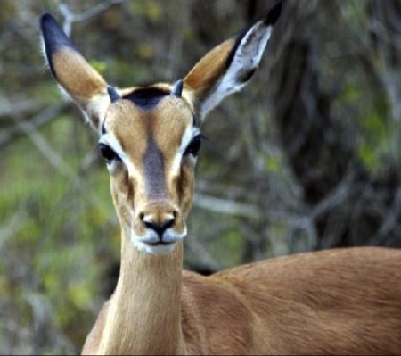 Impala