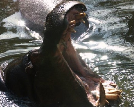 Hippo at Zoo