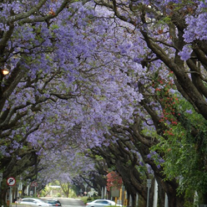 Jacaranda trees in Pretoria - how beautiful