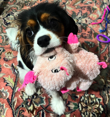 Cavalier King Charles Playing