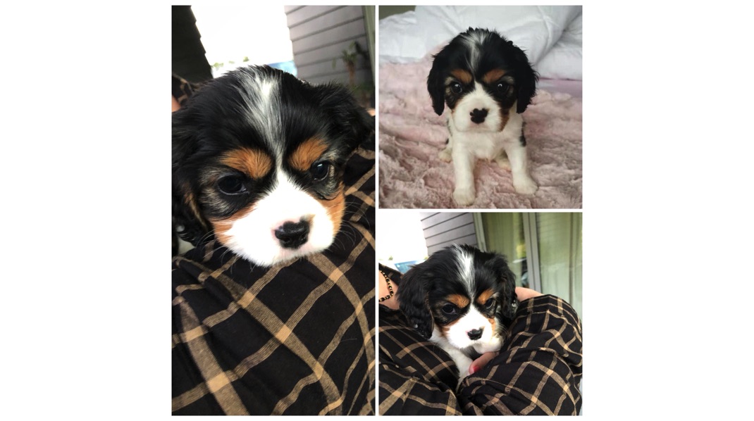 Cavalier King Charles Pitel Family